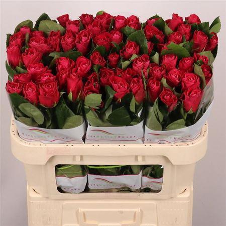 <h4>R Gr Movie Star</h4>