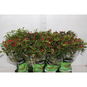 PIMENTA MALAGUETINHA P14