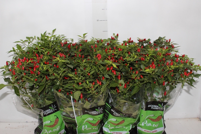 <h4>PIMENTA MALAGUETINHA P14</h4>