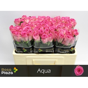 Rosa large aqua!