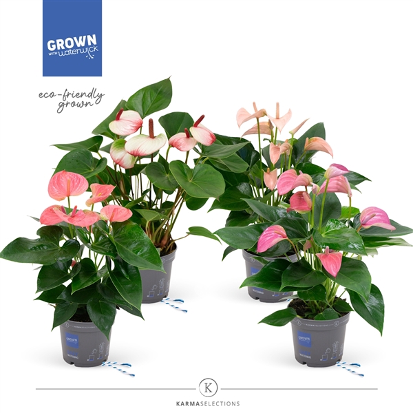 <h4>Anthurium Andreanum Grp gemengd</h4>