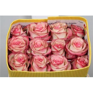 Rosa GR 'Paloma'