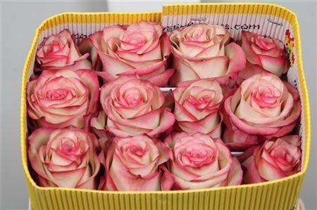 <h4>Rosa GR 'Paloma'</h4>