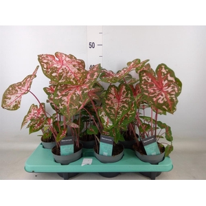 Caladium  'Carolyn Whorton'