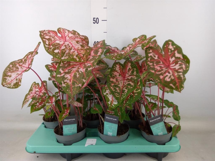 <h4>Caladium  'Carolyn Whorton'</h4>