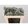 Kaaps Groen Silver Brunia