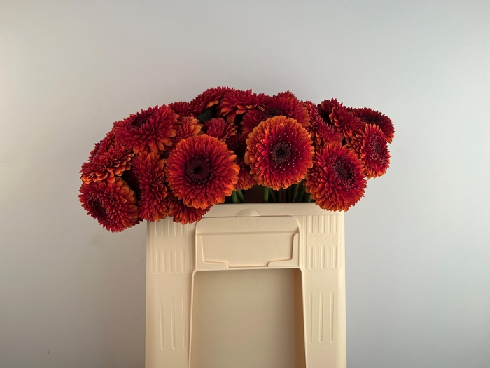 <h4>GE MB POMPONI RIZZO</h4>