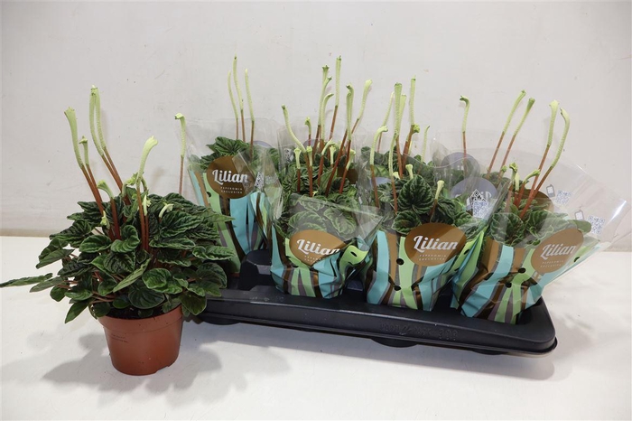 <h4>Pep Ca Lilian</h4>