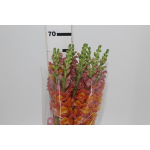 BOCA DE LEAO 070 CM LARANJA