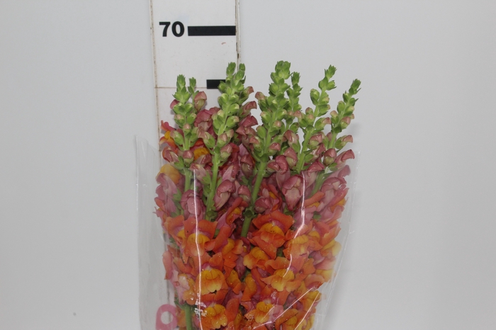 <h4>BOCA DE LEAO 070 CM LARANJA</h4>