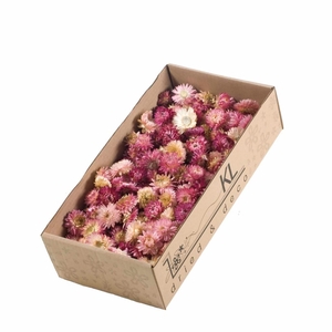 Helichrysum heads 100gr SB natural pink