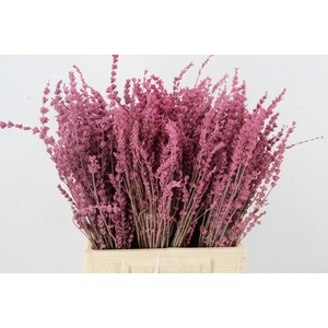 DF Lavender Bs Pink