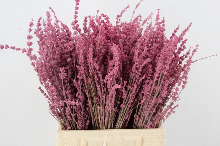 DF Lavender Bs Pink