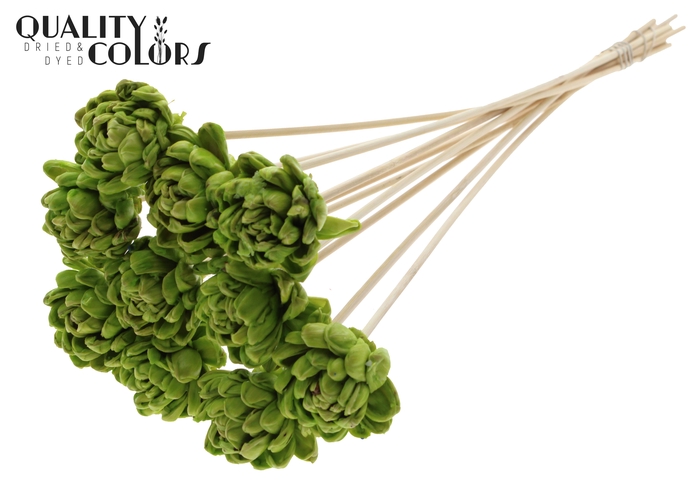 <h4>Shola New Beauty Rose 6cm on stem Wax Light Green</h4>