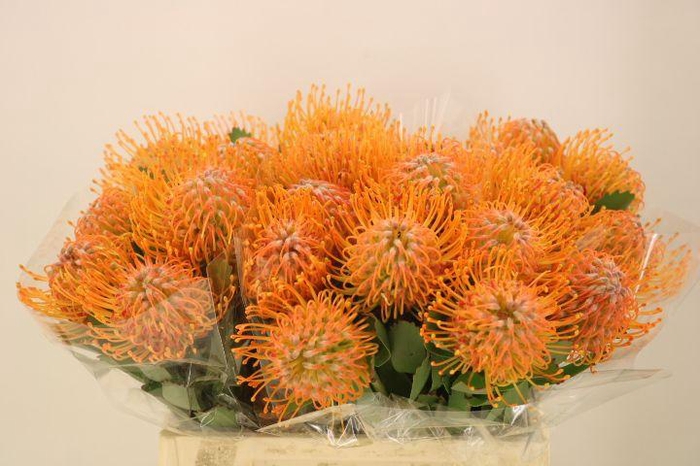 <h4>LEUCO SOLEIL</h4>