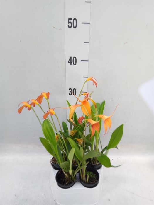 <h4>Orchideeen   ...</h4>