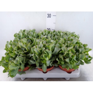 Crassula arborescens 'Curly'