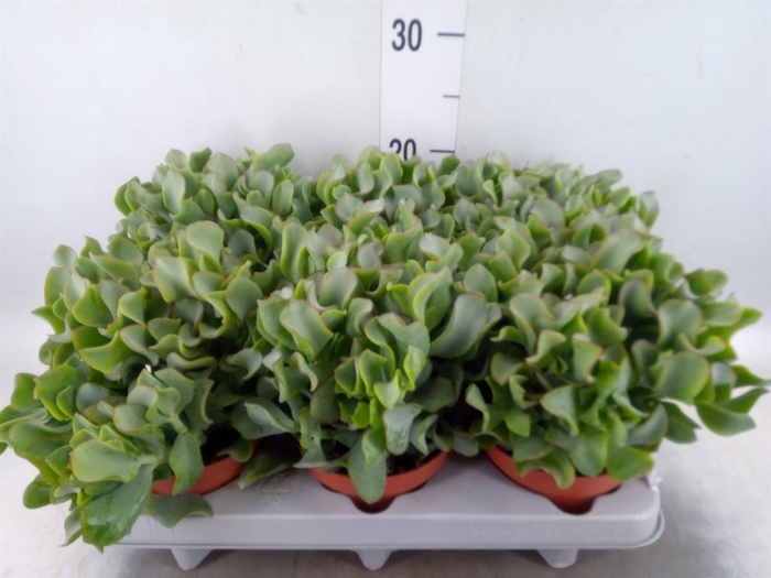 <h4>Crassula arborescens 'Curly'</h4>