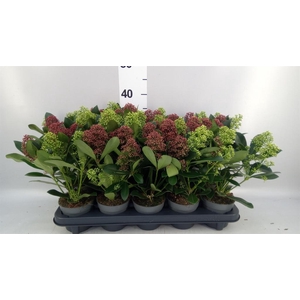SKIMMIA  'DUO' 6+ fl