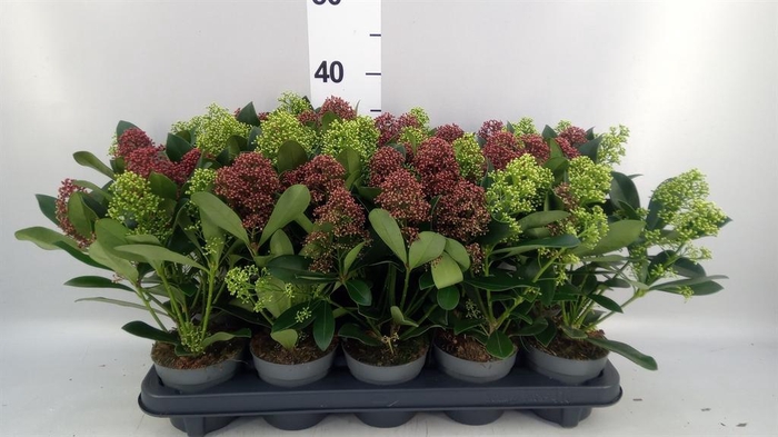 <h4>SKIMMIA 'DUO' 6+ fl</h4>