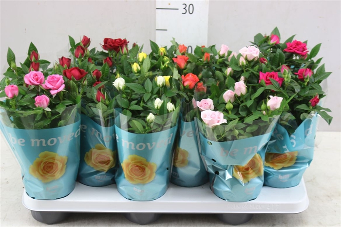 <h4>Rosa Beau Monde Gemengd</h4>