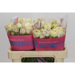 Ranunculus Brushmark Galthie