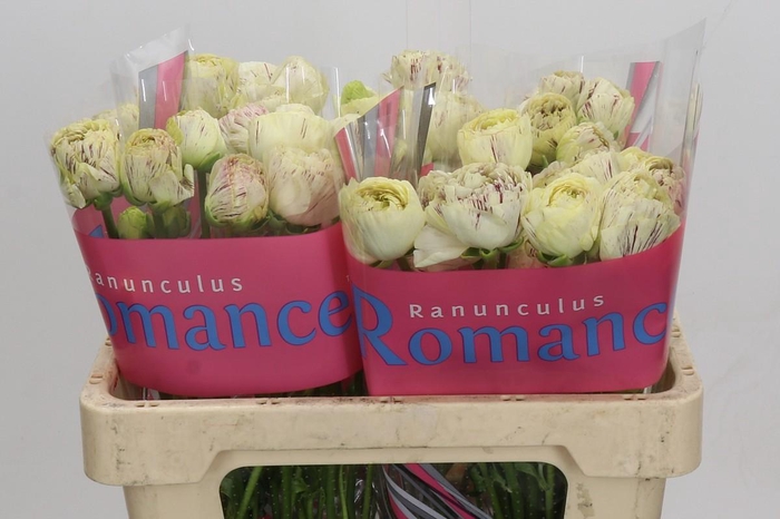<h4>Ranunculus Brushmark Galthie</h4>