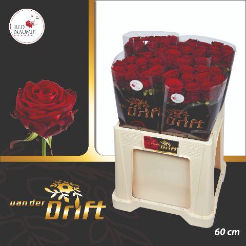 <h4>R Gr Red Naomi!</h4>