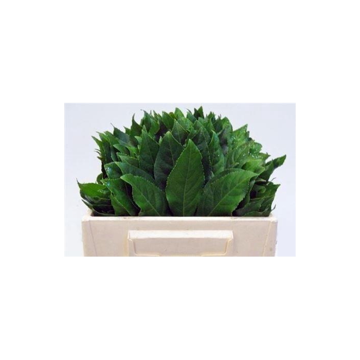 <h4>Fatsia Japonica Blad</h4>