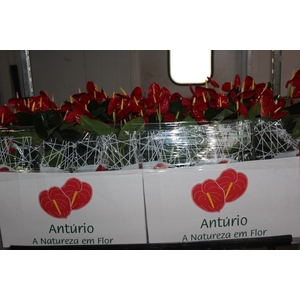 ANTH FIRST RED P15