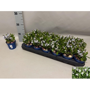 SCILLA MISCHTSCHENKO