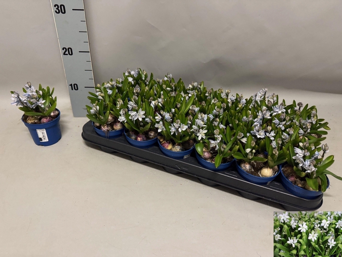 <h4>SCILLA MISCHTSCHENKO</h4>