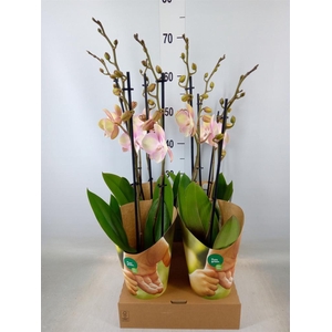 Phalaenopsis   ...salmon