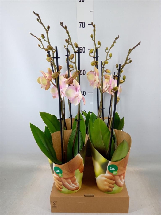 <h4>Phalaenopsis   ...salmon</h4>