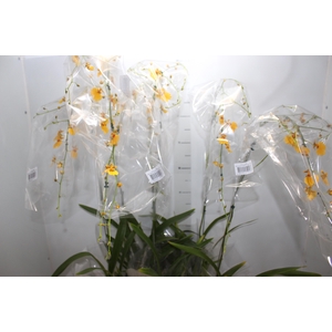 ONCIDIUM GOWER RAMSEY SUNKIST P15