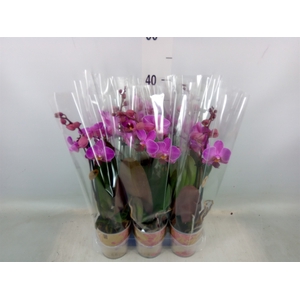 Phalaenopsis multi. 'Ant Morelia'