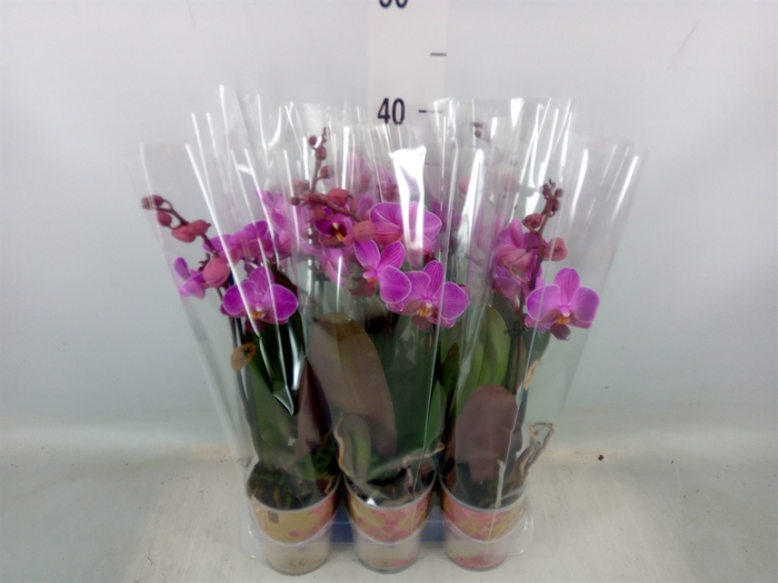 <h4>Phalaenopsis multi. 'Ant Morelia'</h4>