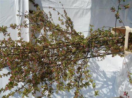 <h4>Malus Ov Tak Xxl</h4>