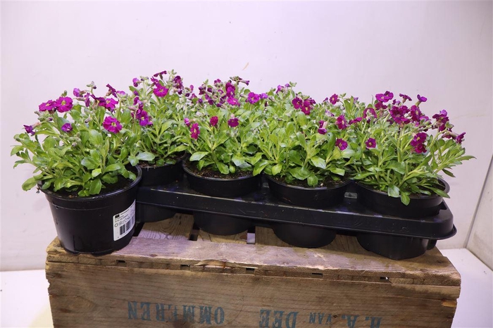 <h4>Aubr Axc Dark Red</h4>