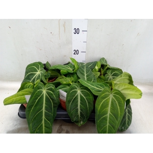 Anthurium   ...