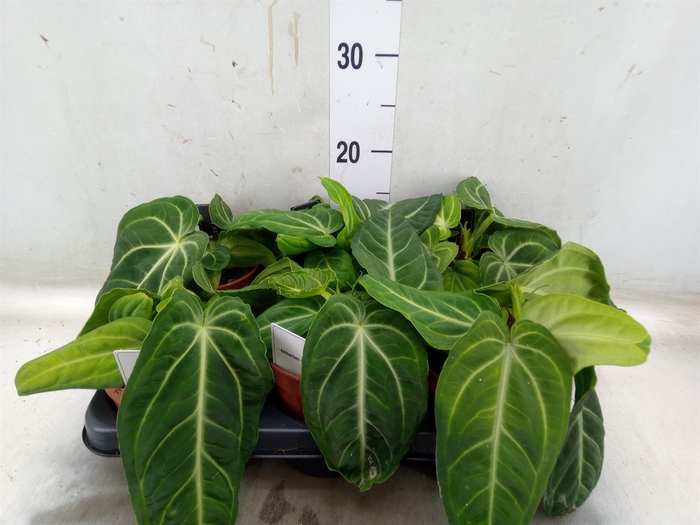 <h4>Anthurium   ...</h4>