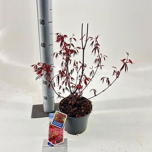 Acer palmatum Atropurpureum