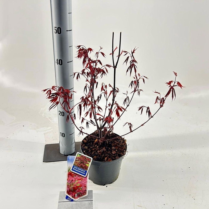 <h4>Acer palmatum Atropurpureum</h4>
