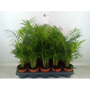 Chamaedorea elegans