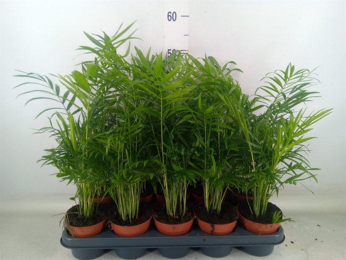 <h4>Chamaedorea elegans</h4>
