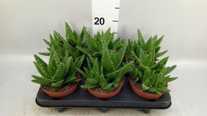 <h4>Aloe perfoliata</h4>