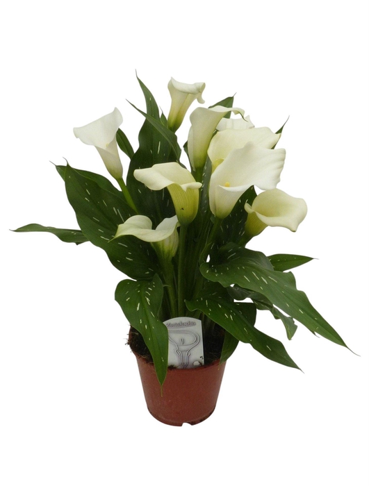 <h4>Zantedeschia   ...</h4>