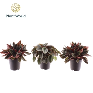 Peperomia gemengd 7 cm