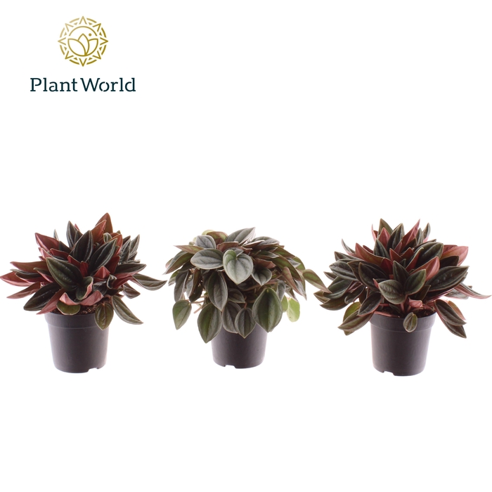 <h4>Peperomia gemengd 7 cm</h4>