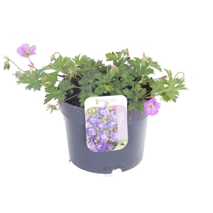 Geranium Rozanne